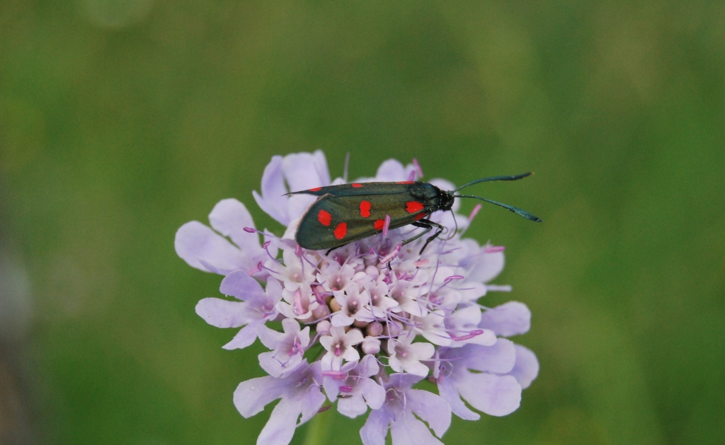 Zygenidae da id